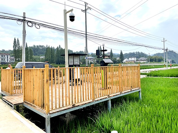 浙江臨安：竹林變稻田，農(nóng)戶喜開(kāi)顏