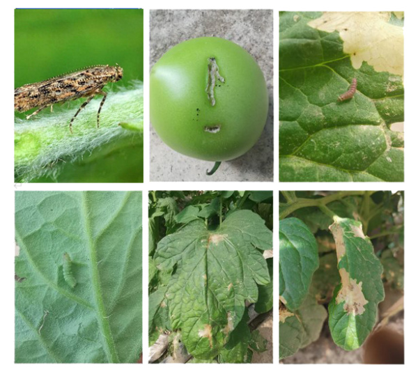 粘蟲板上的番茄潛葉蛾怎么數(shù)？一拍就知道！