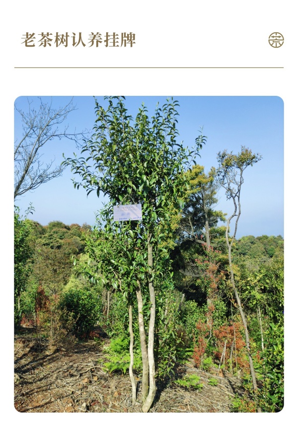7認(rèn)養(yǎng)茶樹(shù)實(shí)景圖_副本.jpg