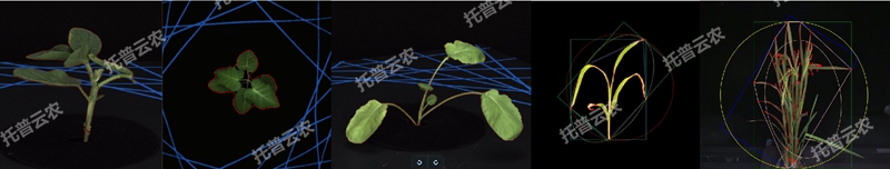 盆栽植物二維數(shù)字表型采集分析系統(tǒng)_副本.jpg
