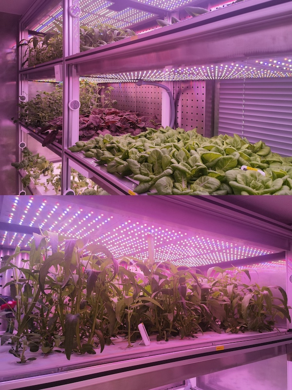 1733477240676502.jpg 2.jpg