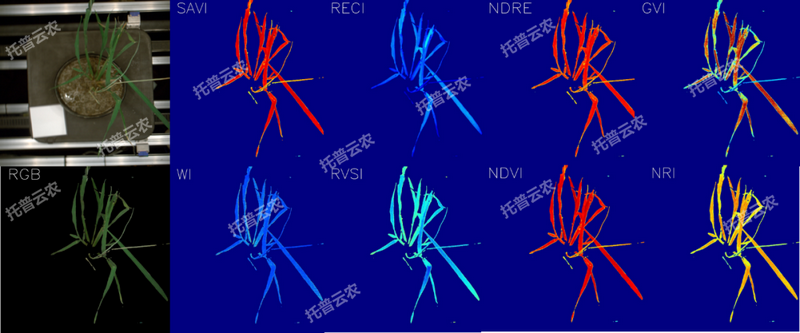 1763627527796098.png 逆境模擬及植物生長監(jiān)測平臺(tái)-高光譜成像與指數(shù)分析結(jié)果.png