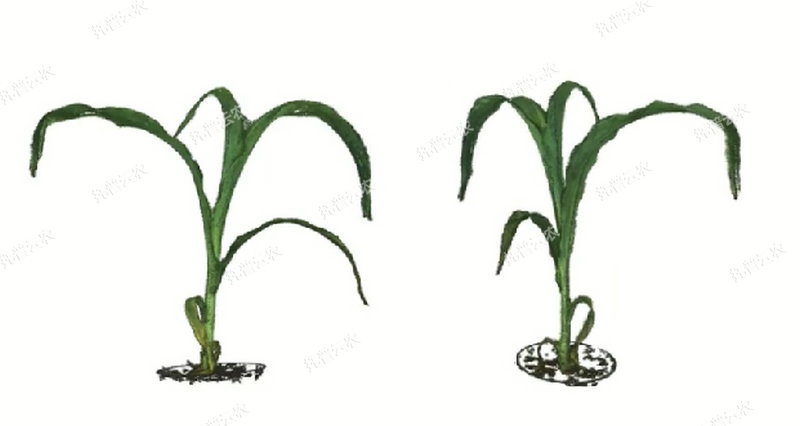 1763627547714376.jpg 逆境模擬及植物生長監(jiān)測平臺(tái)-3維.jpg