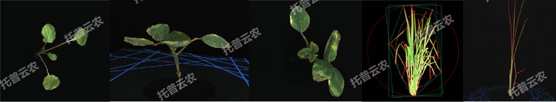 1763627560620519.jpg 逆境模擬及植物生長監(jiān)測平臺(tái)-2維.jpg